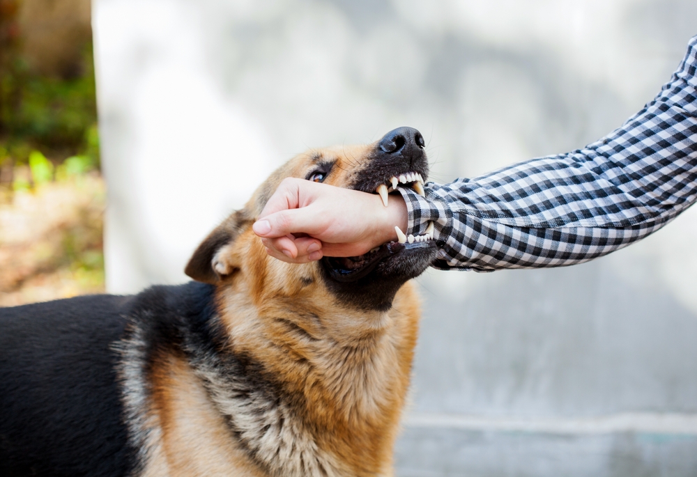 a male german shepherd bites a man by the hand