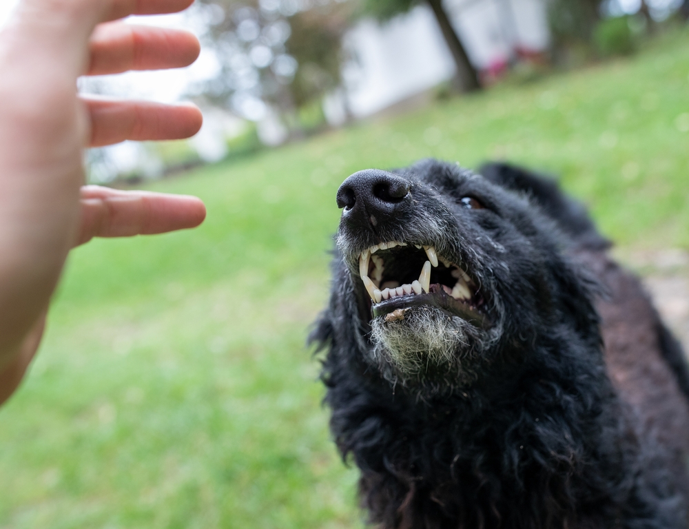 Black dog showing teeth to a human hand, growling and showing aggressive behavior in park