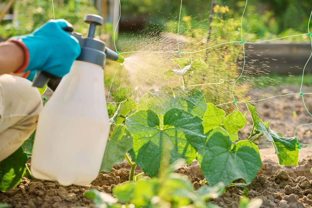 Worker spraying pesticide on vegetable plants