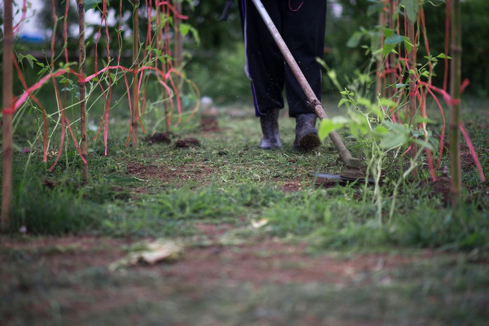 Farm worker walking through treated crop rows